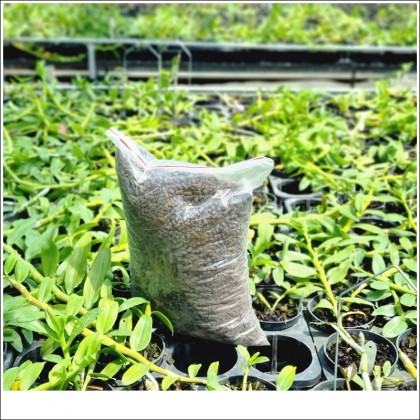 Phan bon huu co dynamic (1)