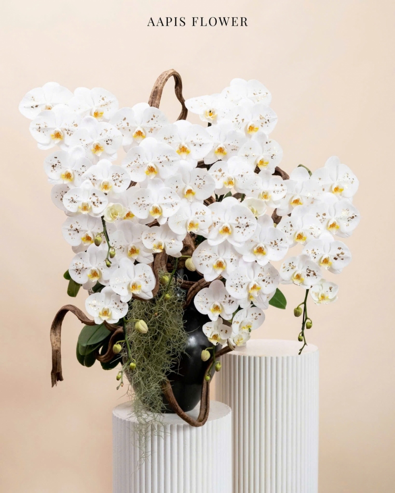 Lan Hồ Điệp Hương Sắc Ngày Mới - LHD009