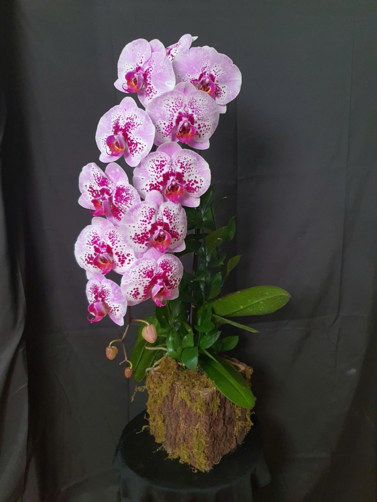 Chậu hồ điệp hồng đốm