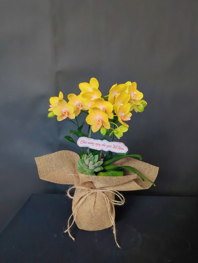 Chậu tiểu hồ điệp vàng gói lưới bố độc đáo