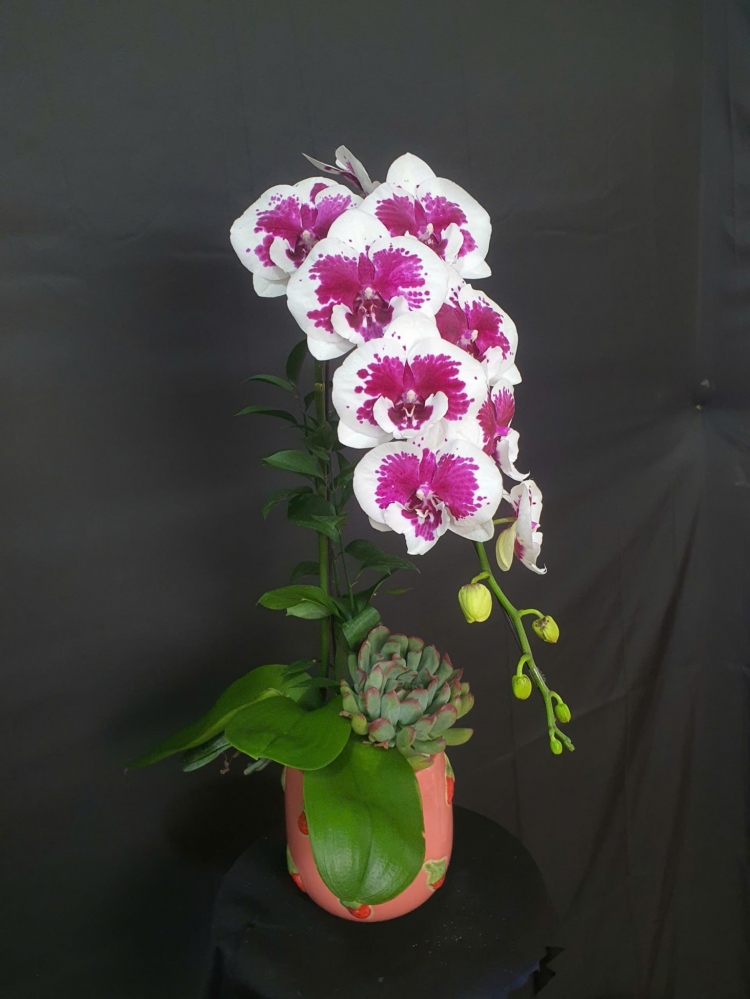 Chậu lan hồ điệp trắng tím