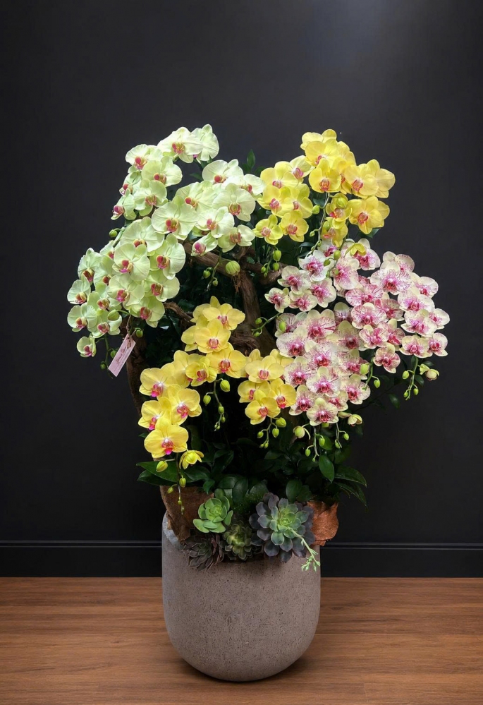 Hoa lan hồ điệp mix 3 màu