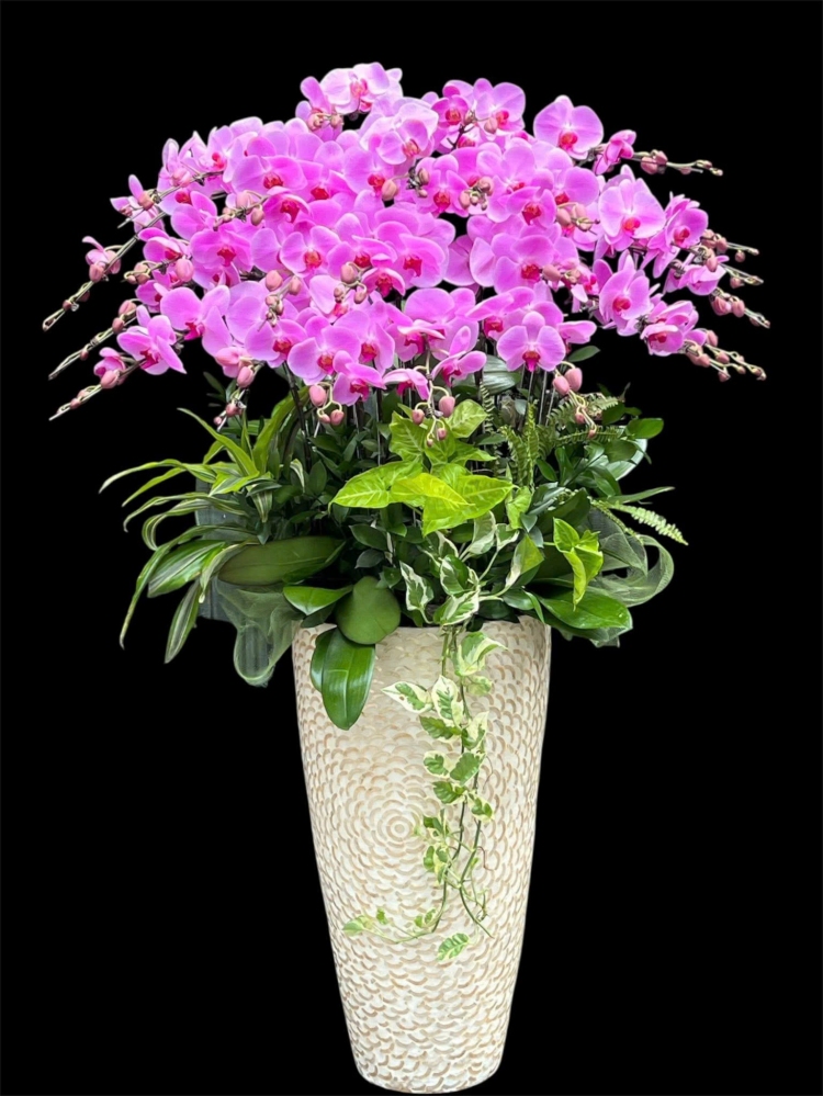 Lan Hồ Điệp Thiên Phúc Lâm Môn - LHD019