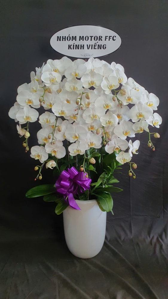 Lan Hồ Điệp Thanh Tuyết - LHD141