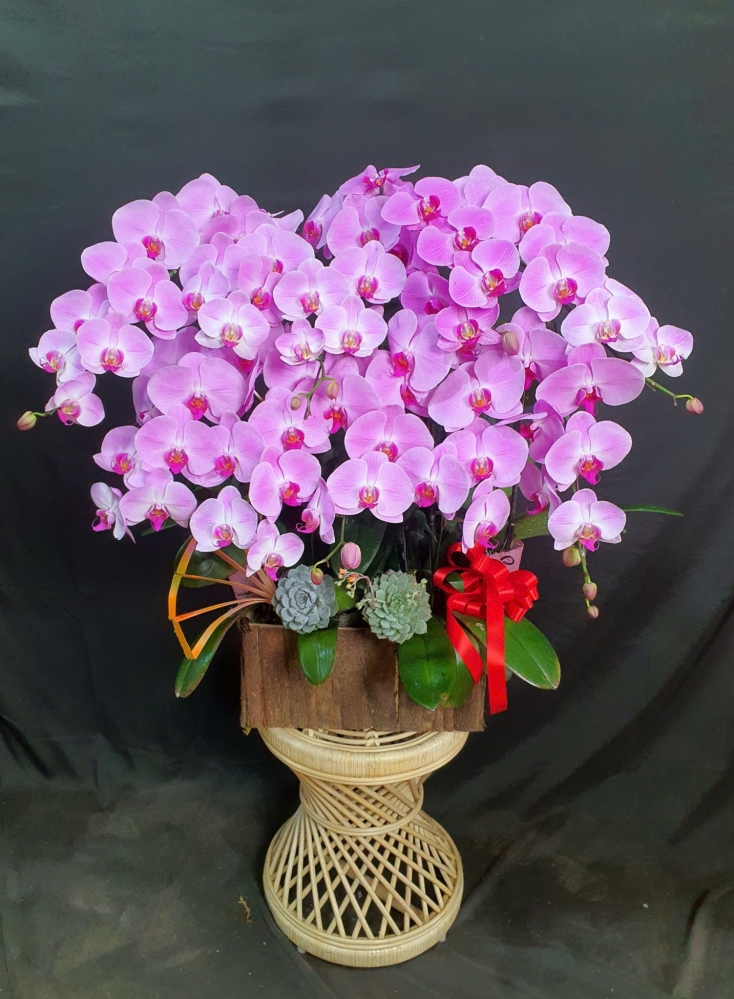 Lan Hồ Điệp Hồng Vân - LHD152