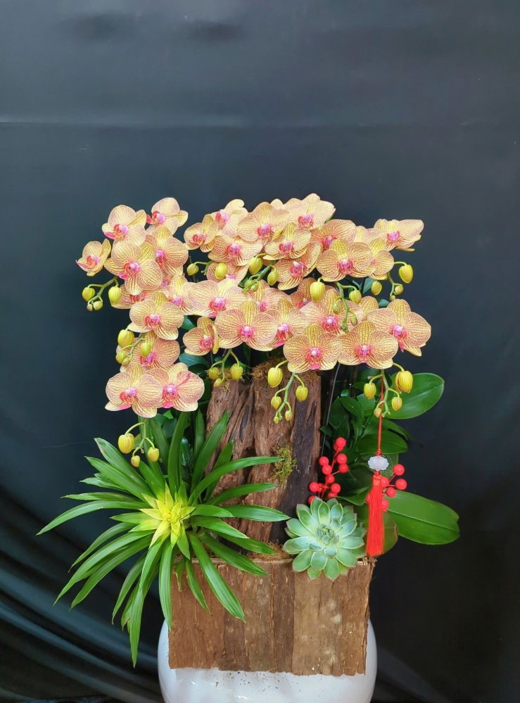 Lan Hồ Điệp Cam Ánh Dương - LHD263