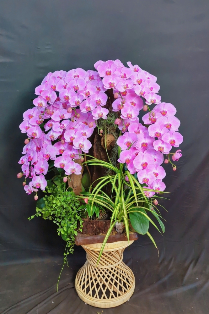 Lan Hồ Điệp Hồng Lộc - LHD146