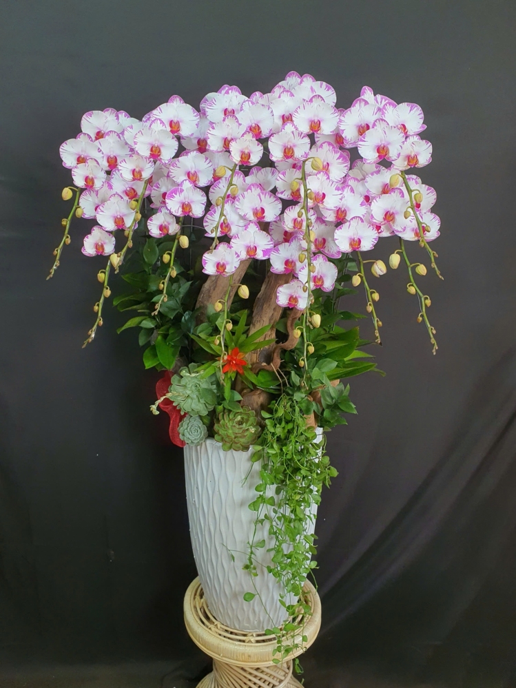 Lan Hồ Điệp Hồng Hoa - LHD271