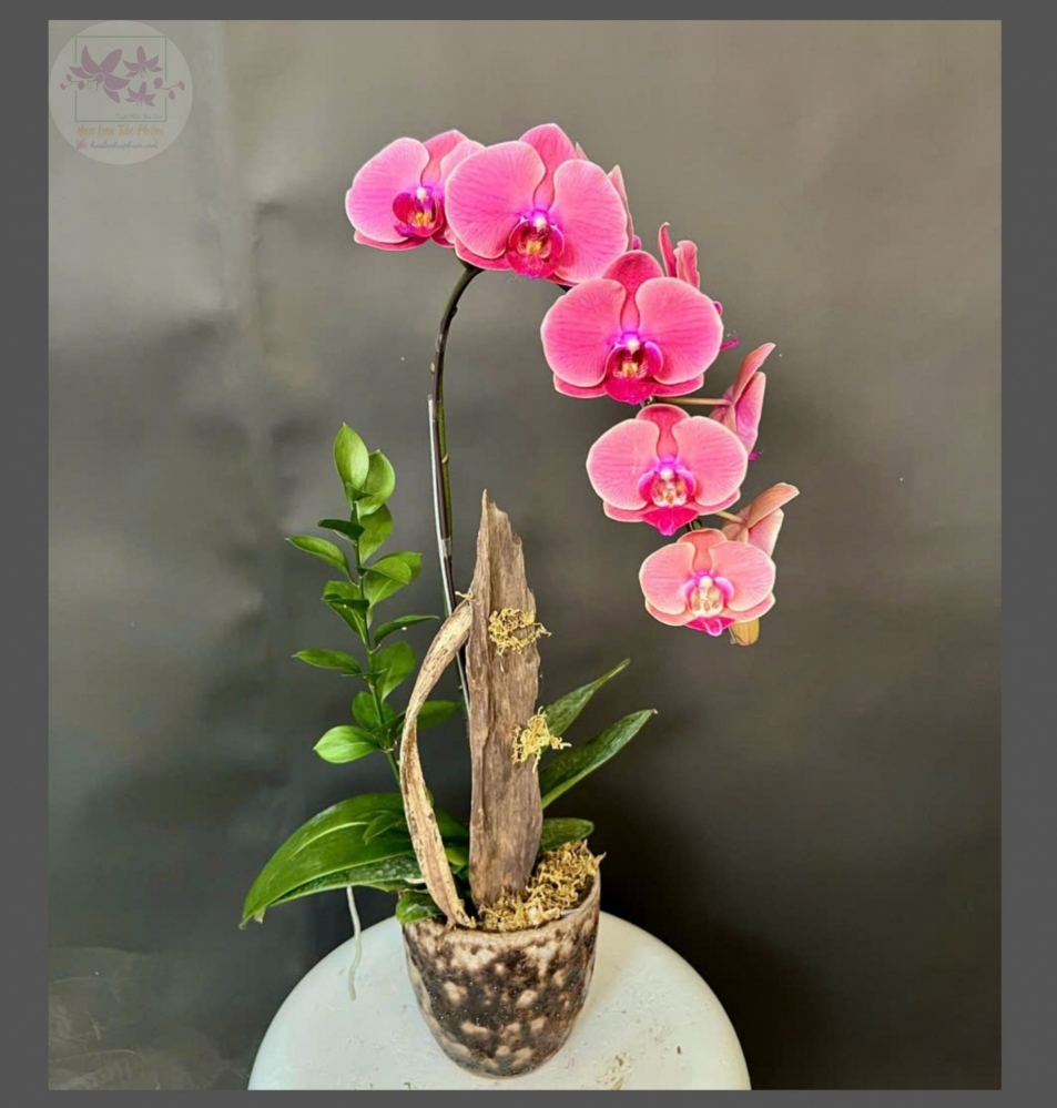 Hoa lan hồ điệp 1 cành - HD0140