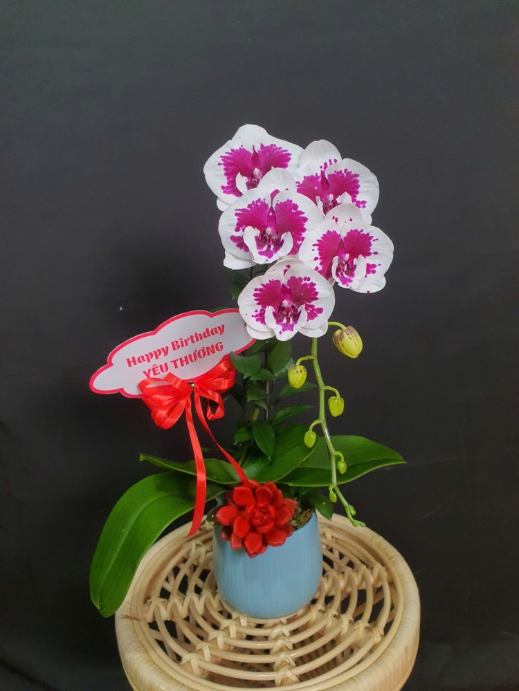 Lan Hồ Điệp Hồng Yên - LHD067