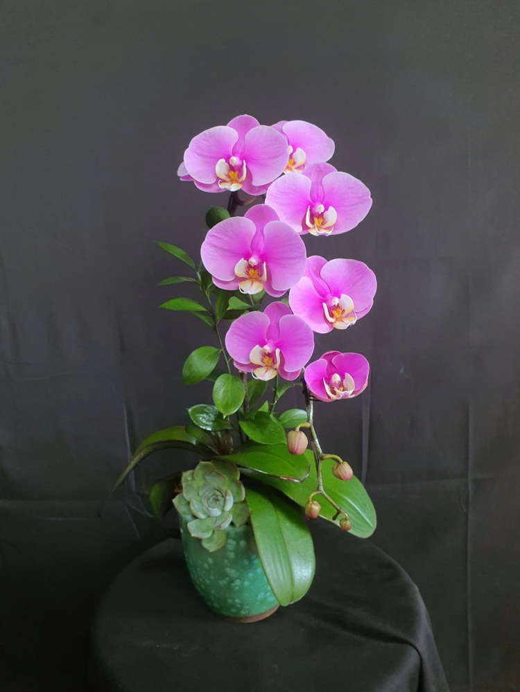 Lan Hồ Điệp Băng Hồng - LHD106