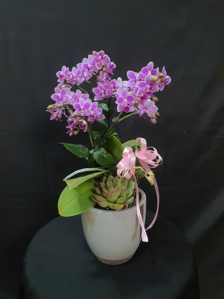 Lan Hồ Điệp Hồng Nguyệt - LHD149