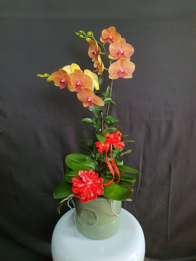 Lan Hồ Điệp Hoàng Hôn Cam - LHD076