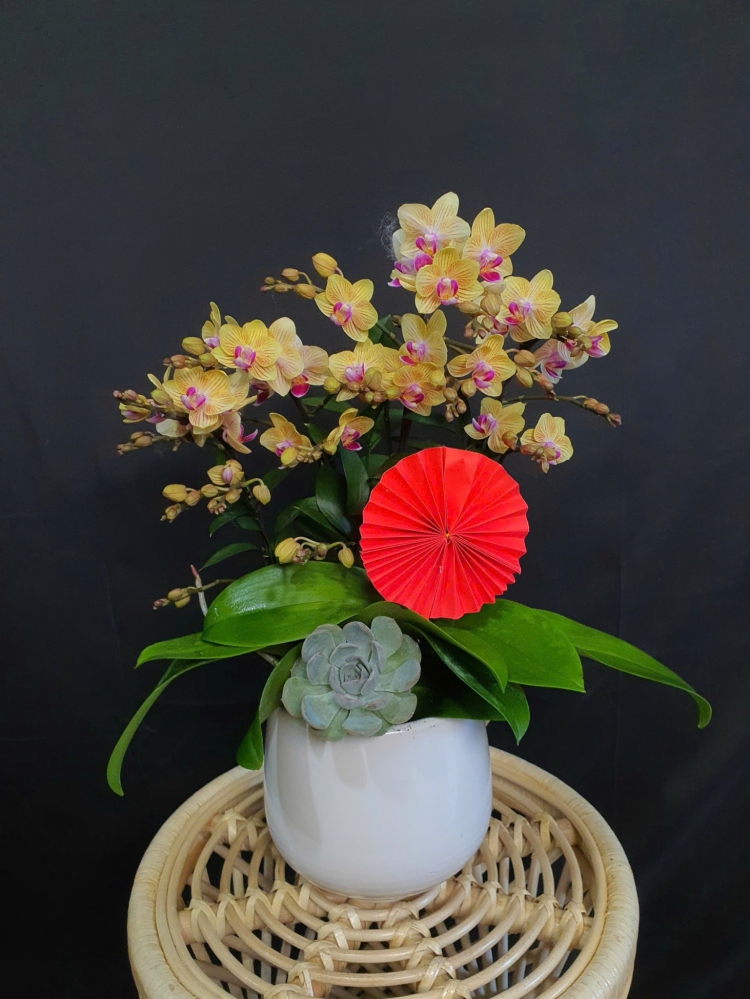 Lan Hồ Điệp Hổ Phách - LHD082