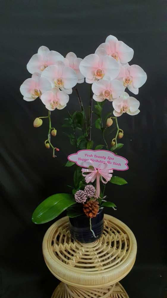 Lan Hồ Điệp Hồng Thủy Tinh - LHD132