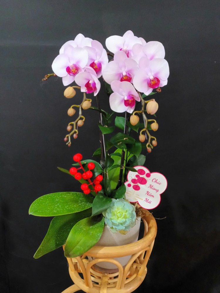 Lan Hồ Điệp Cam Mộc Diệu - LHD191