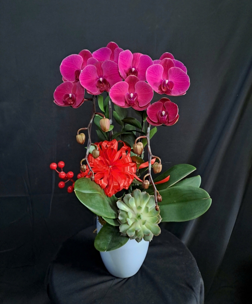 Lan Hồ Điệp Hồng Ngọc - LHD207