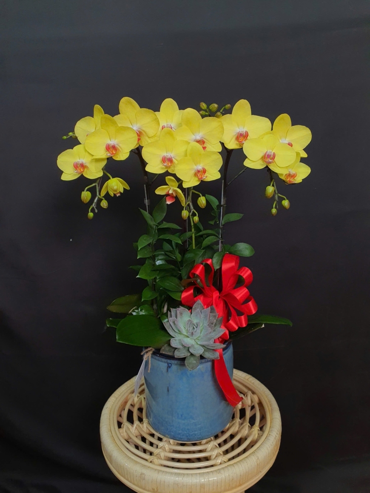 Lan Hồ Điệp Nắng Vàng Rực Rỡ - LHD061