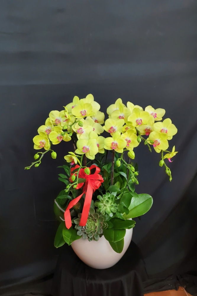 Lan Hồ Điệp Hoàng Phúc - LHD101