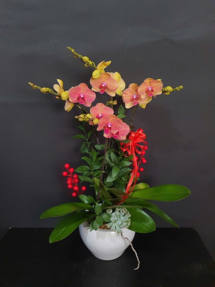 Lan Hồ Điệp Kim Ngân - LHD250