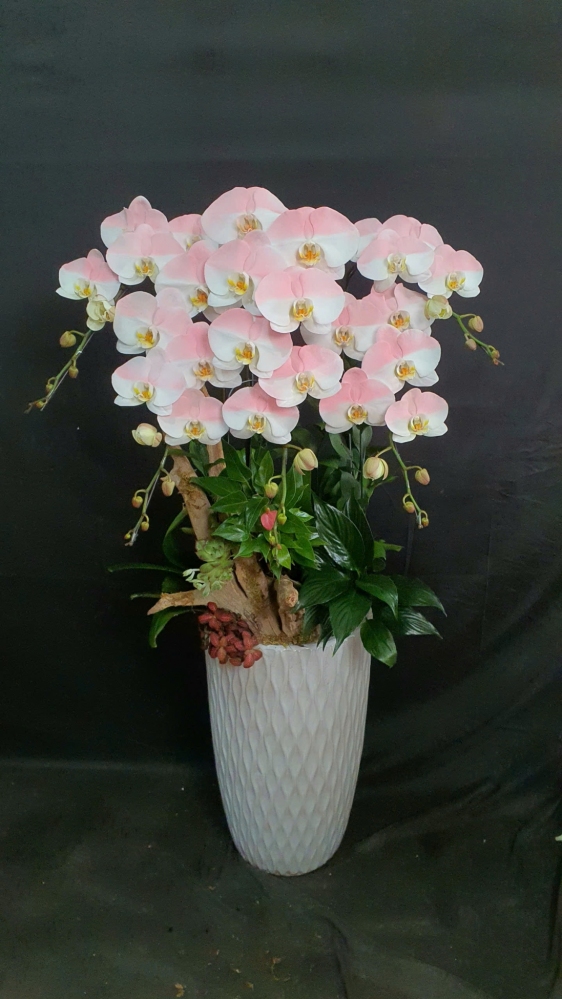 Lan Hồ Điệp Băng Hồng - LHD133