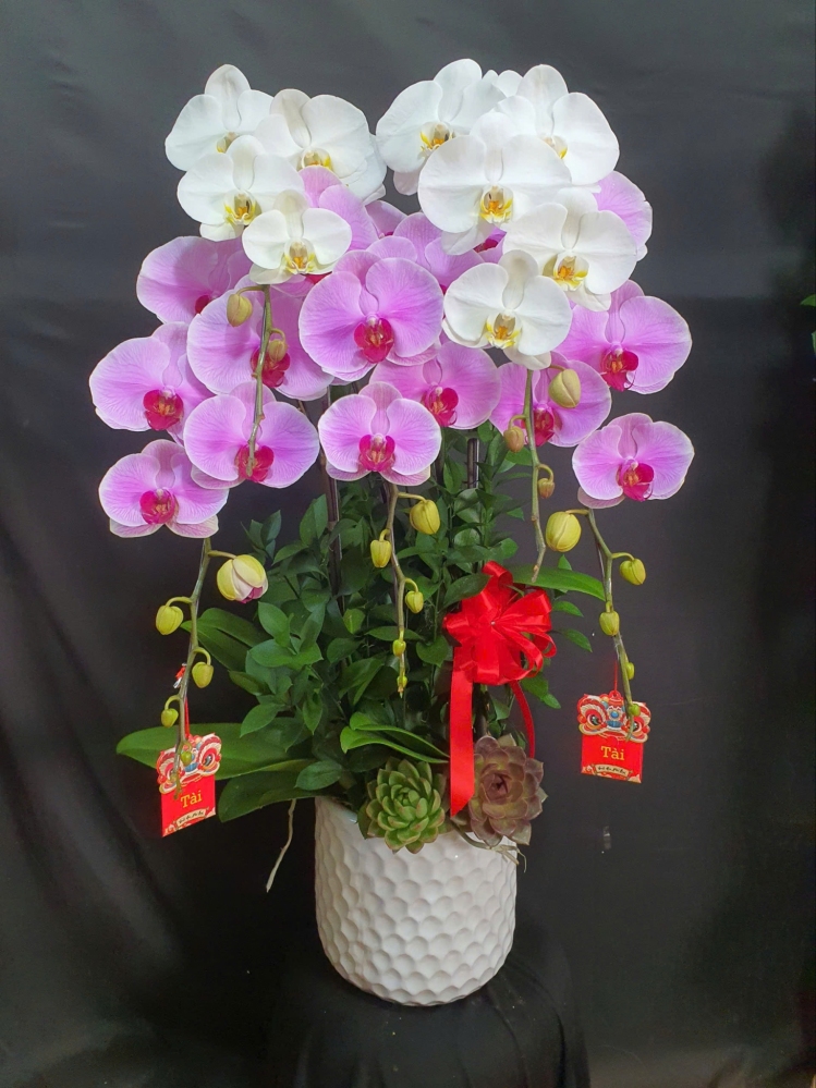 Lan Hồ Điệp Hồng Ngân - LHD272