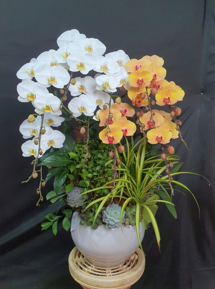 Lan Hồ Điệp Bạch Cam - LHD092