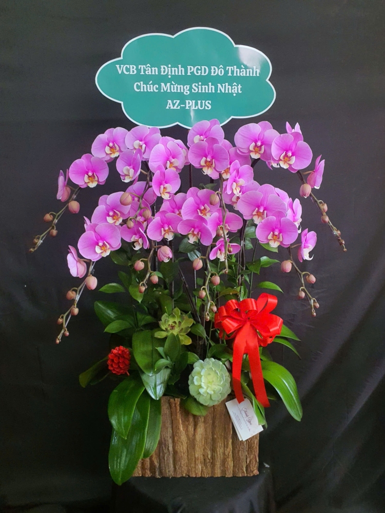 Lan Hồ Điệp Hồng Hồng Nhã Uyển - LHD120