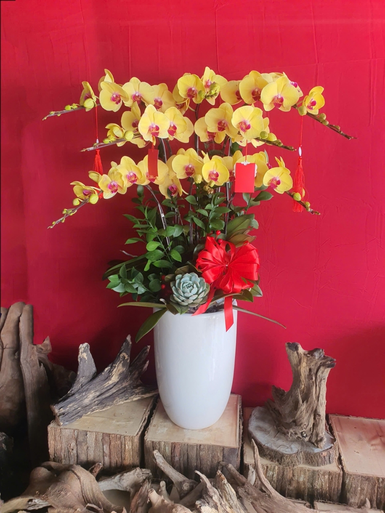 Lan Hồ Điệp Kim Ngân - LHD276