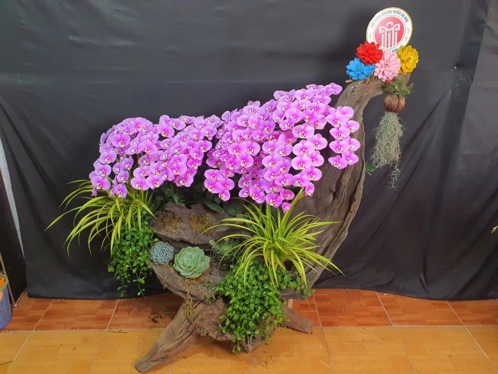 Lan Hồ Điệp Hồng An - LHD072