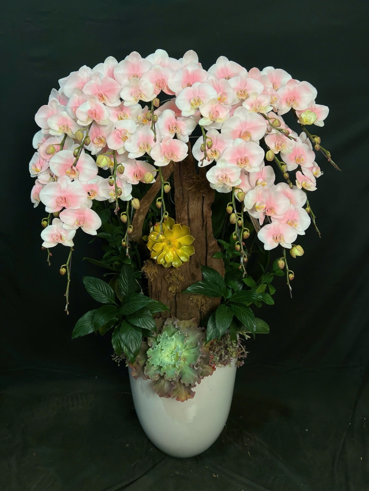 Lan Hồ Điệp Bạch Hồng Thiên Ánh - LHD179