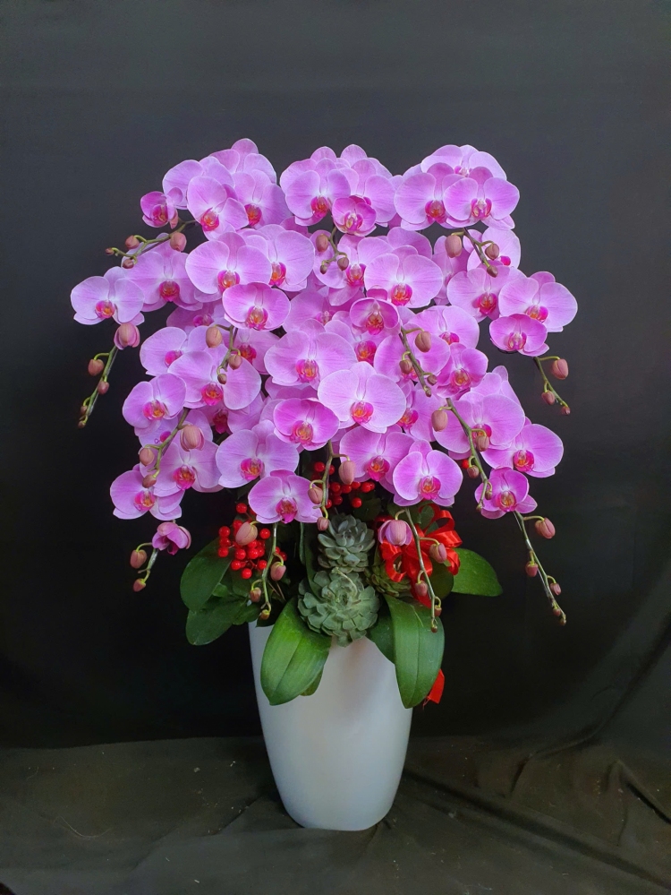 Lan Hồ Điệp Hồng Quý - LHD238