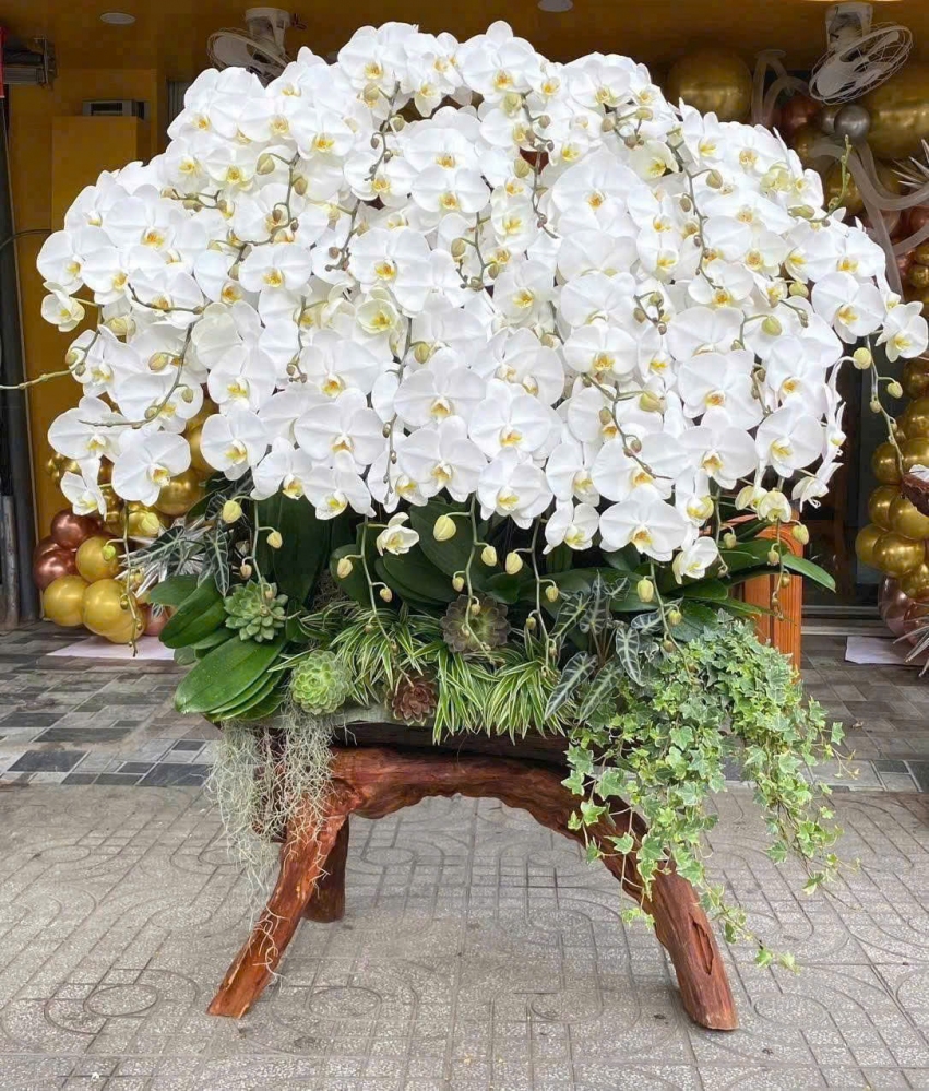 Lan Hồ Điệp Hoàng Gia Vinh Hoa - LHD025