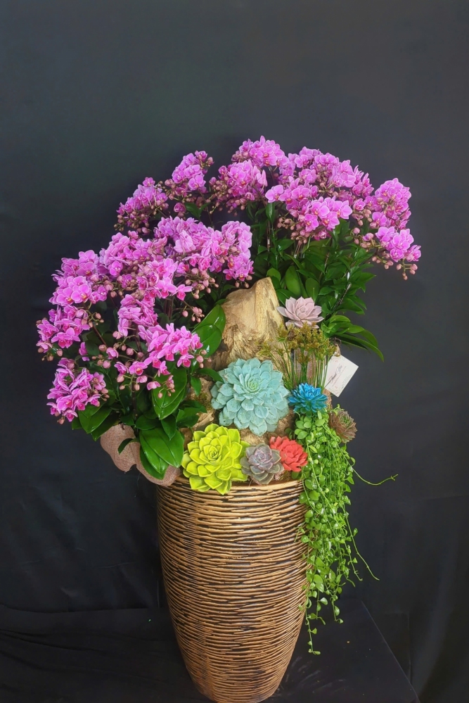 Lan Hồ Điệp Ngàn Hạc Tụ Phúc - LHD027