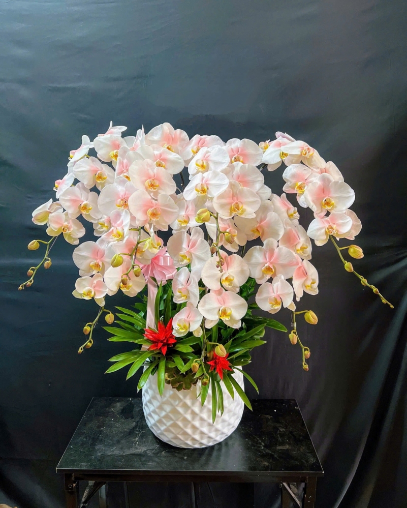 Lan Hồ Điệp Trắng Hồng - LHD304