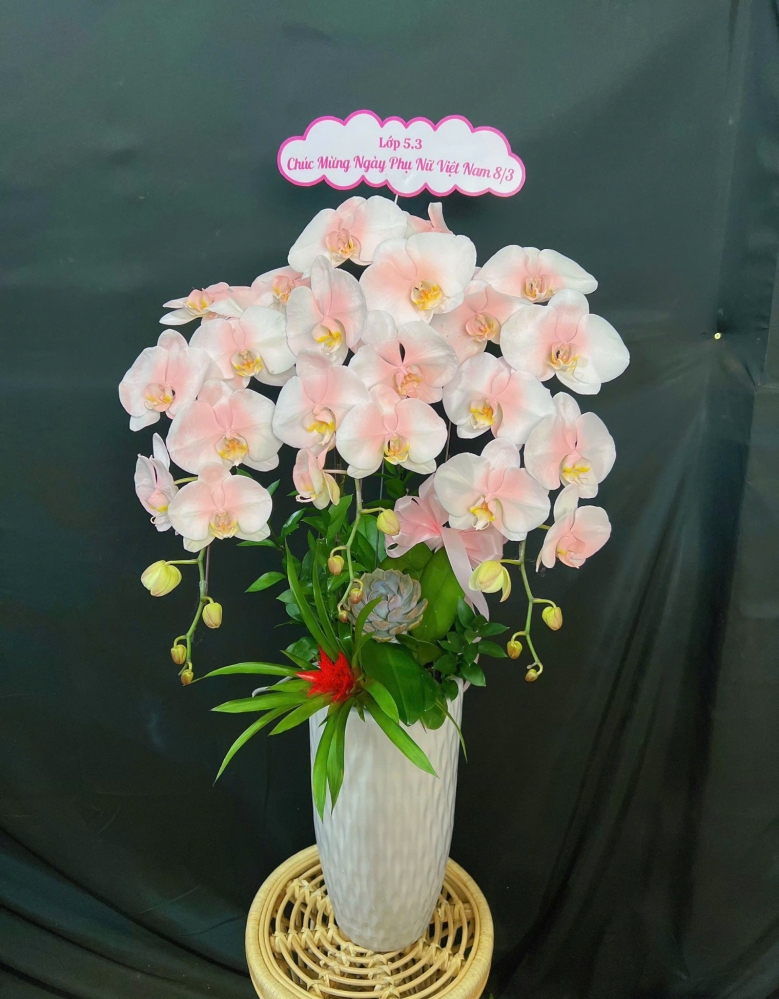 Lan Hồ Điệp Trắng Hồng - LHD300