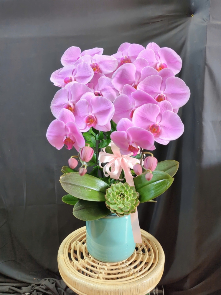 Lan Hồ Điệp Tím Hồng - LHD299