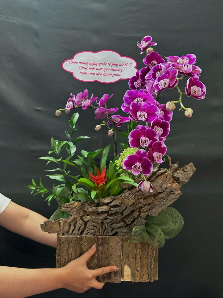 Lan Hồ Điệp Tím Mix Lũa - LHD295