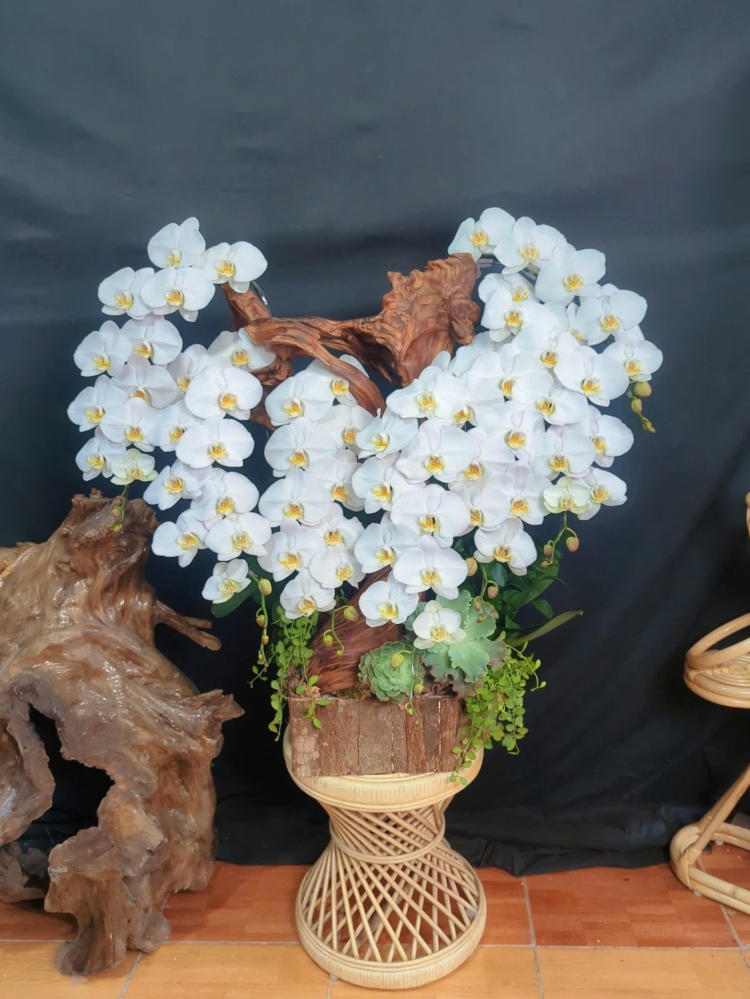 Lan Hồ Điệp Trắng Mix Lũa Cao Cấp - LHD291