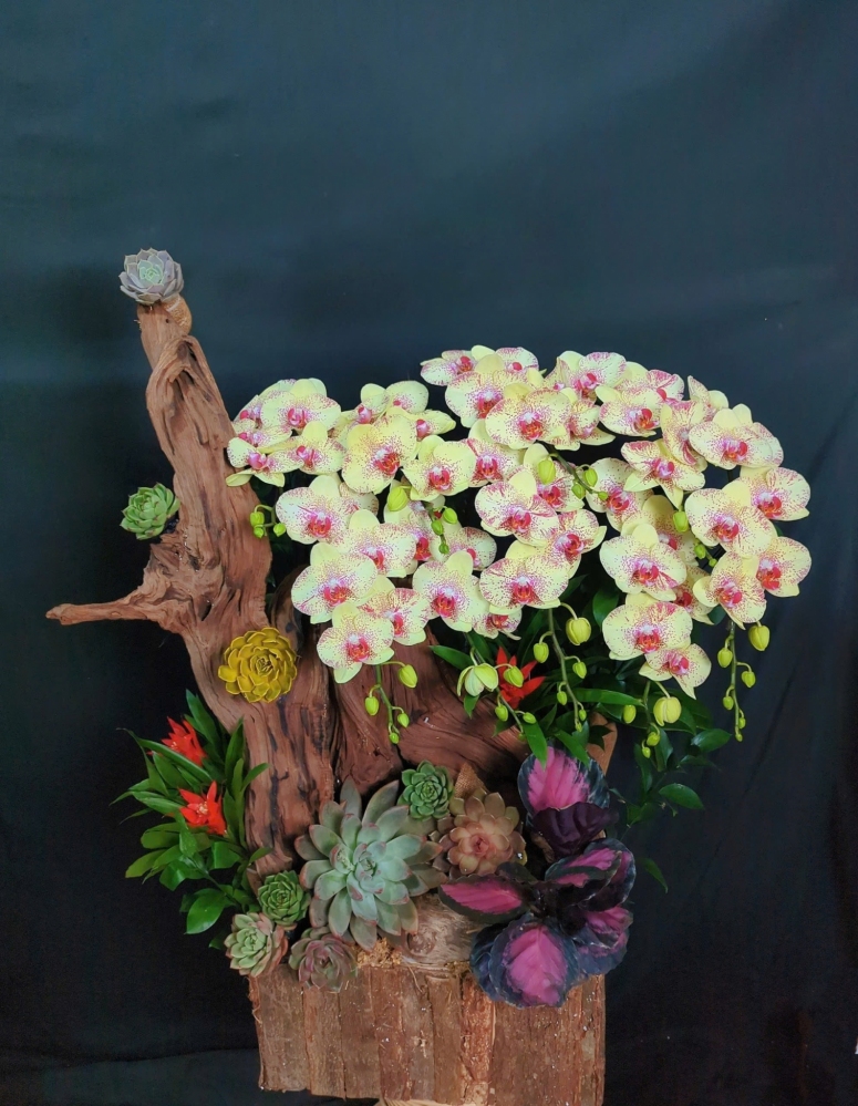 Lan Hồ Điệp Vàng Chấm Pháp Mix Lũa Cao Cấp - LHD306