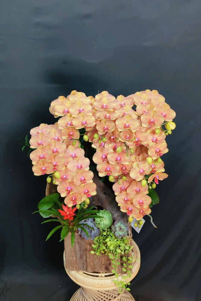 Lan Hồ Điệp Cam Sọc Mix Lũa Cao Cấp - LHD320