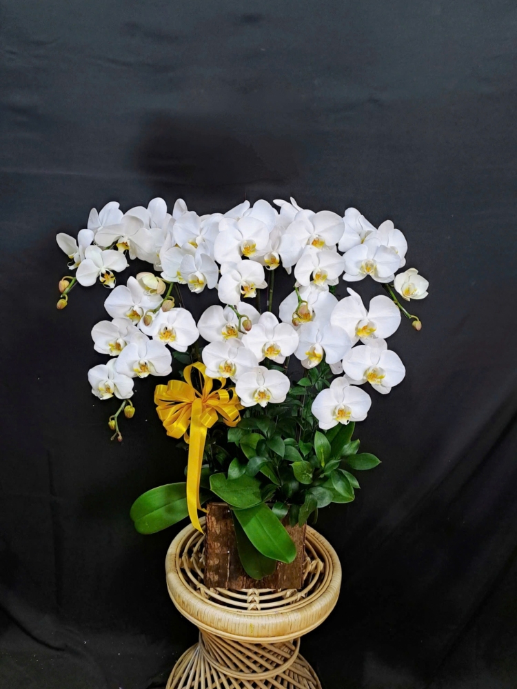 Lan Hồ Điệp Trắng Tinh Khôi Cành Đôi - LHD325