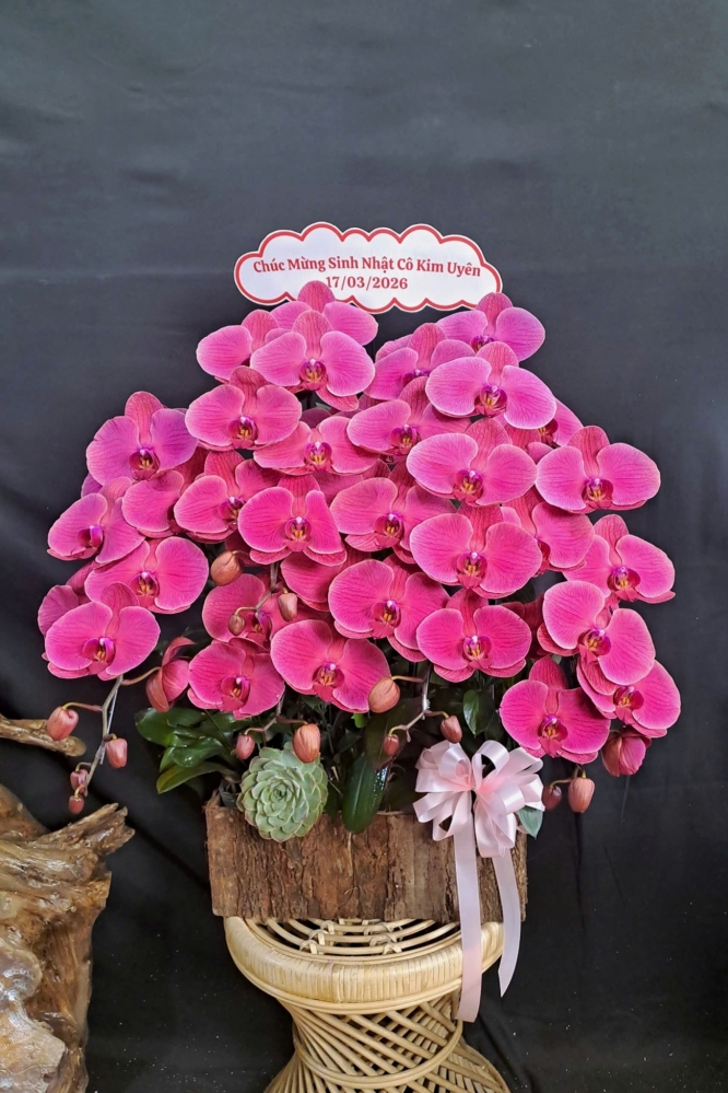 Lan Hồ Điệp Tím Hồng - LHD343