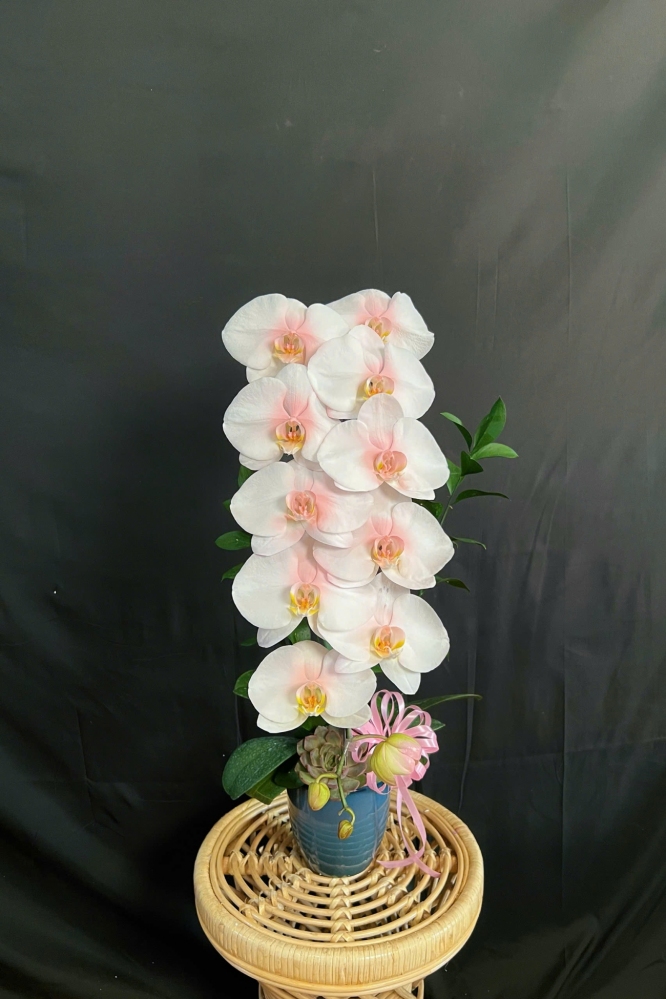 Lan Hồ Điệp Phun Hồng - LHD357