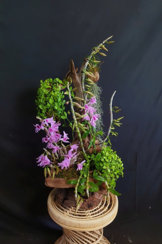 Lan Rừng Phi Điệp Trầm Mĩ Mix Lũa - LR360