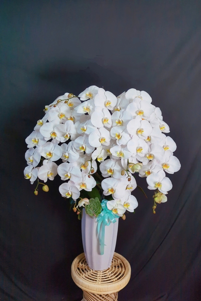 Lan Hồ Điệp Trắng Sang Trọng - LHD366