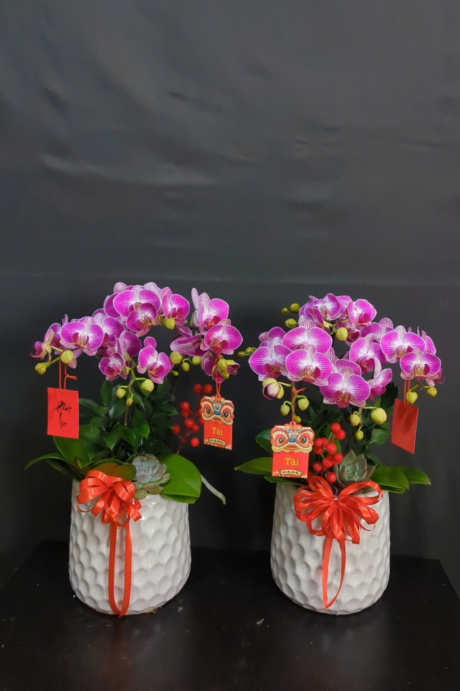 Lan Hồ Điệp Lồng Đèn Mini Cành Đôi - LHD370