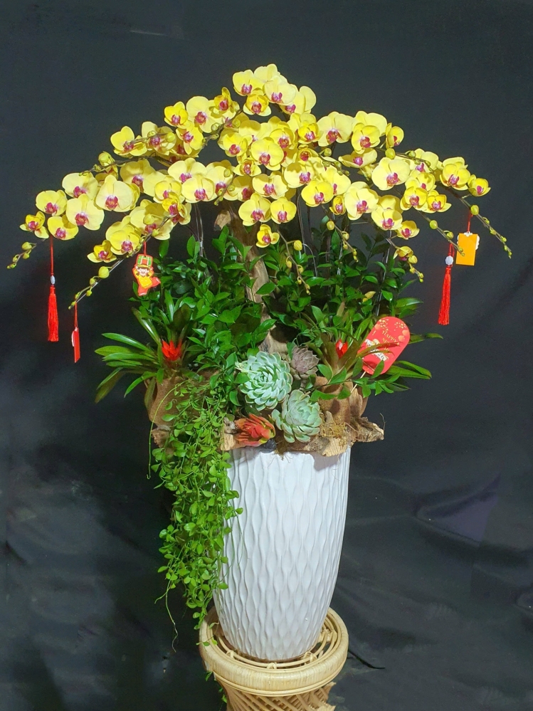 Lan Hồ Điệp Vàng Mix Lũa Cao Cấp - LHD371