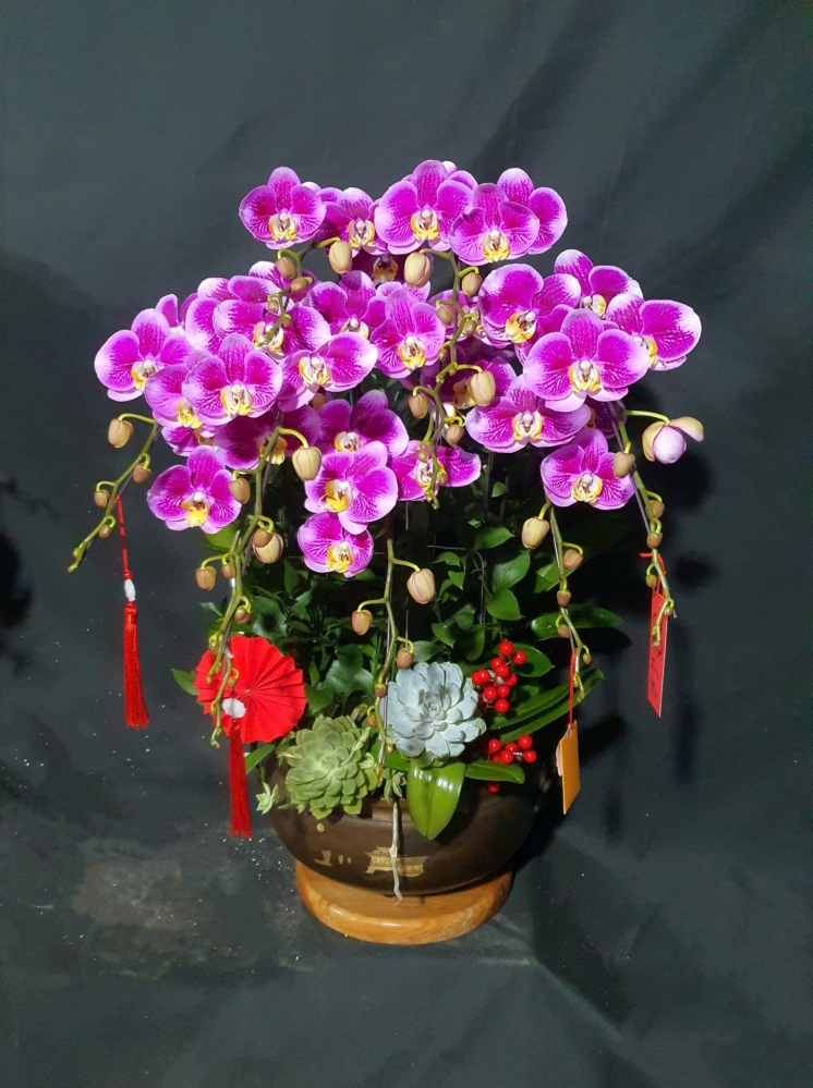 Lan Hồ Điệp Tím Nhung - LHD374