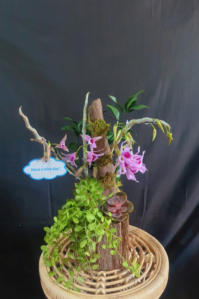 Lan Rừng Phi Điệp Trầm Mĩ Mix Lũa - LR376